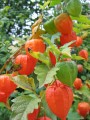 lampion-flower-388097_1280.jpg