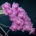 orchids-6996661_1280.jpg