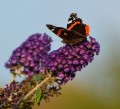 butterfly-747881_1280.jpg