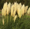 COR_Pumila_493080.jpg