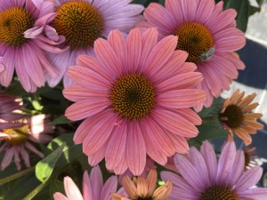 Jeżówka Papallo® Classic 'Peach'n Coral' K2