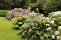 hydrangea-6274552_1280.jpg