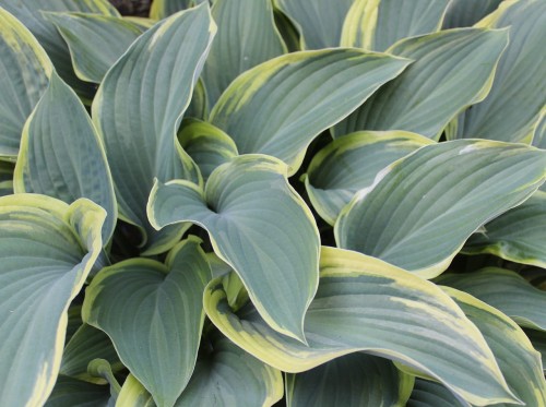hosta-3436415_1280.jpg