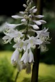 hosta-4728283_1280.jpg