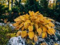 hosta.jpg