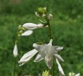 plantain-lilies-1588908_1280.jpg