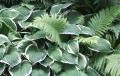garden-659684_1280.jpg