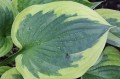 plantain-lily-2370921_1280.jpg