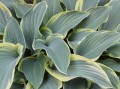 hosta-3436415_1280.jpg