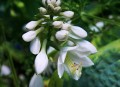 hosta-5330011_1280.jpg