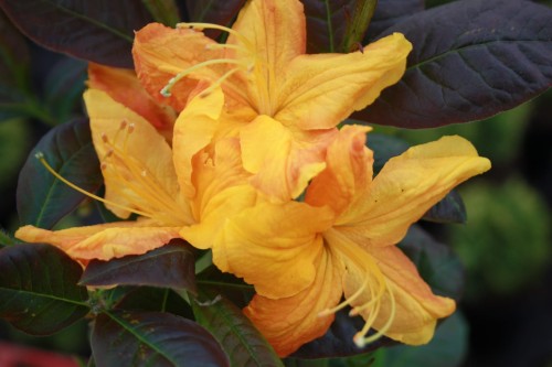 Rhod. Moll. Azal. Klondyke (Kopiowanie).jpg