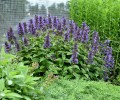 Nepeta Neptune_74854_2.jpg