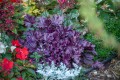 Heuchera Forever Purple_73024_1.jpg