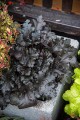 Heuchera Black Pearl_73064_1.jpg