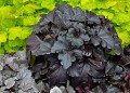 Heuchera Black Pearl_73064_2.jpg