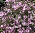gypsophila-repens-rosea_7ced0eceb3.jpg
