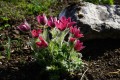 pasque-flower-3110279_1280.jpg
