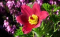 pasque-flower-4660139_1280.jpg