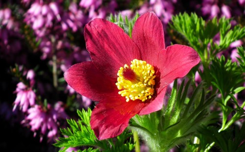 pasque-flower-4660139_1280.jpg