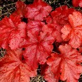 Heuchera Fire Alarm_73795_1.jpg