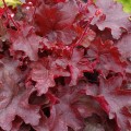 Heuchera Fire Chief_73755_1.jpg