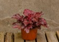 Heuchera Fire Chief_73755_2.jpg