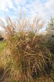 Miscanthus sinensis BLUTENWUNDER (1).JPG