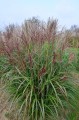 Miscanthus sinensis ROTFUCHS.JPG