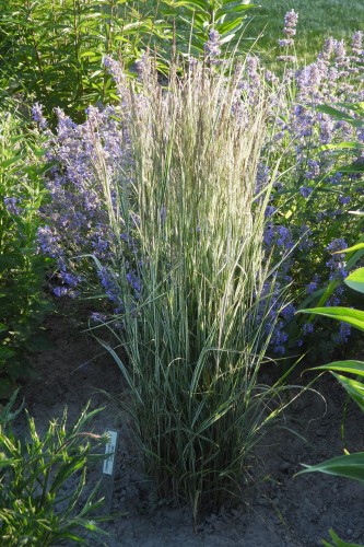 Calamagrostis x acutiflora OVERDAM (3).JPG