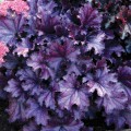 Heuchera Forever Purple_73024_1.jpg