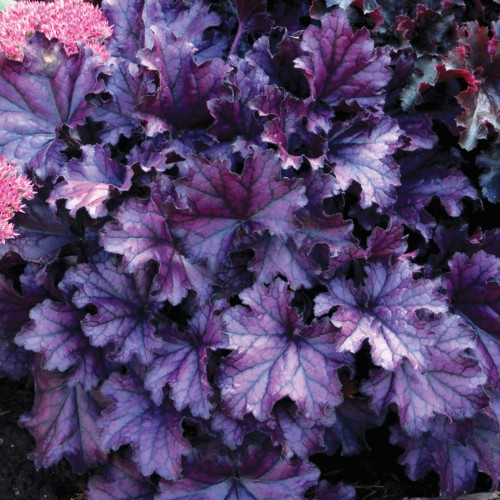 Heuchera Forever Purple_73024_1.jpg