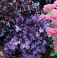 Heuchera Forever Purple_73024_2.jpg