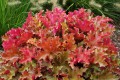 Heuchera Marmalade_73736_2.jpg