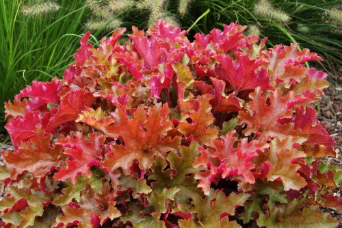 Heuchera Marmalade_73736_2.jpg