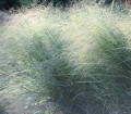 panicum dewey1_large.jpg