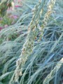 panicum-amarum-dewey-blue1_5309f2448b.jpg