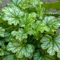 Heuchera Paris_73739_1.jpg