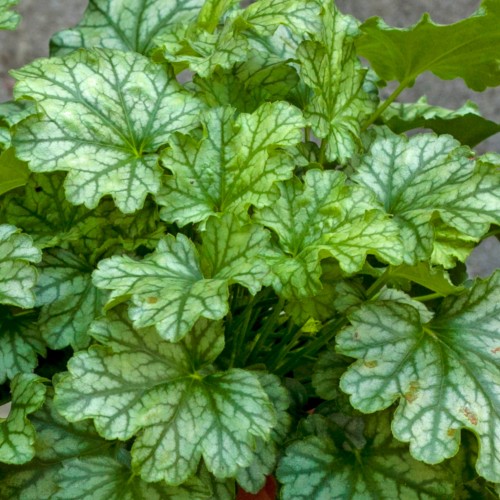 Heuchera Paris_73739_1.jpg