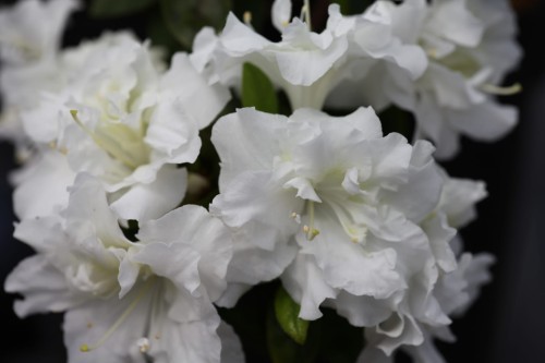 Az. jap. Schneeperle (5) (Kopiowanie).JPG