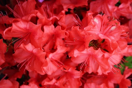 Az. jap. Signalgluhen.jpg