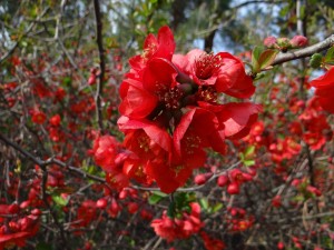 Pigwowiec pośredni 'Elly Mossel' C2