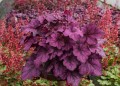 Heuchera Wild Rose_73079_1.jpg