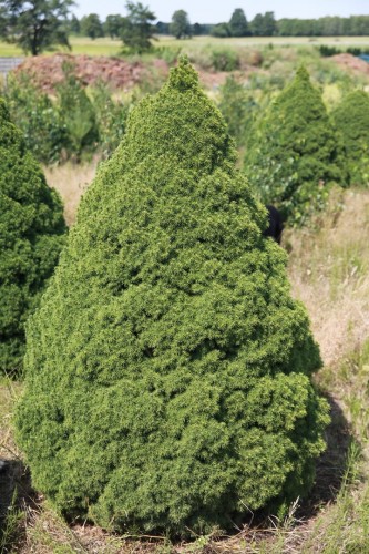 Pic gl Conica grunt (4) (Kopiowanie).JPG