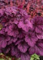 Heuchera Wild Rose_73079_2.jpg