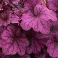 Żurawka Wild Rose.jpg