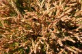 Th. occ. Golden Tuffet (8) (Kopiowanie).JPG