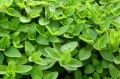 marjoram-2370814_1280.jpg