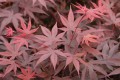 Acer palm. Bloodgood (2) (Kopiowanie).JPG