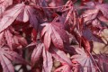 Acer pal Bloodgood (2) (Kopiowanie).JPG