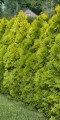 thuja-occidentalis-golden-brabant-.jpg